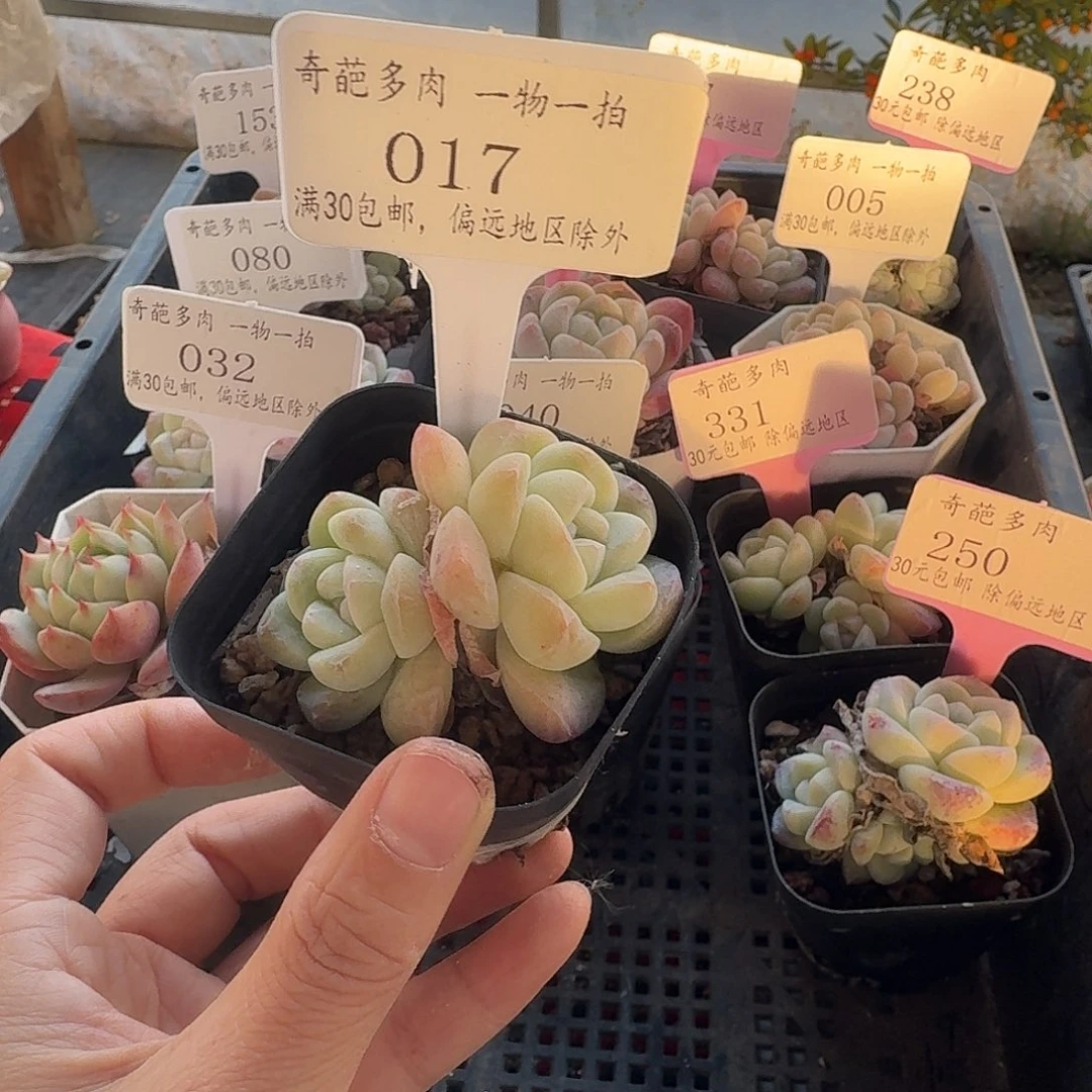 017 脱土 不包整 30元包邮非偏远