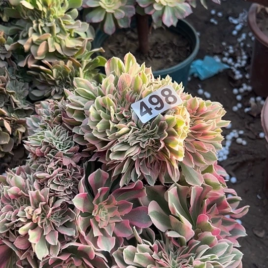 闫***多肉植物子一个女巫498