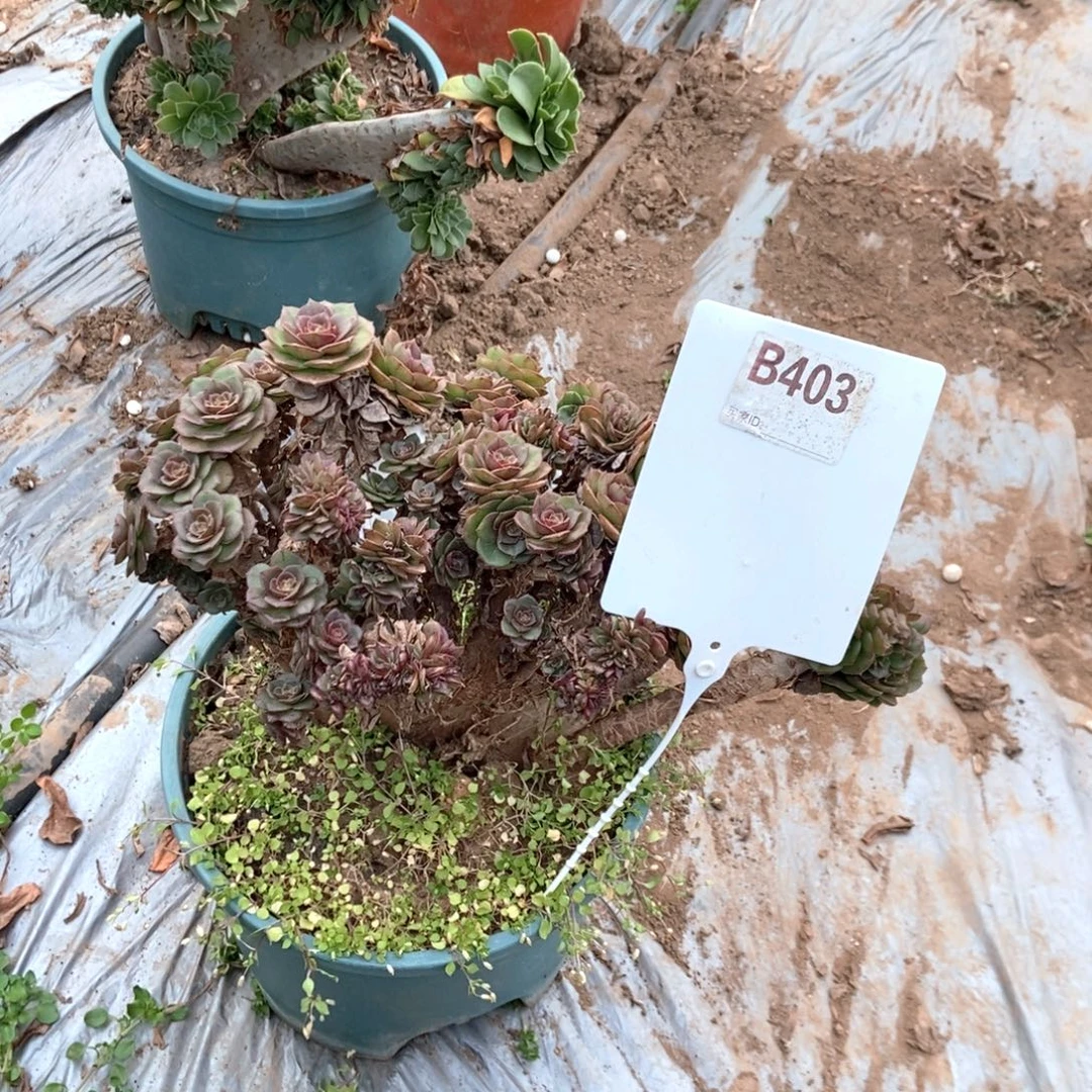 梅****B403万圣节缀化干伤