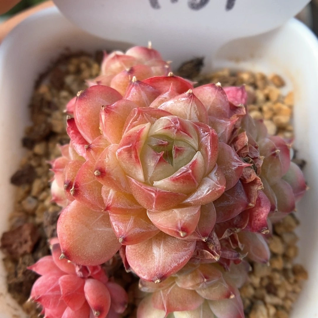 缤纷珍妮群生可拍4187号。