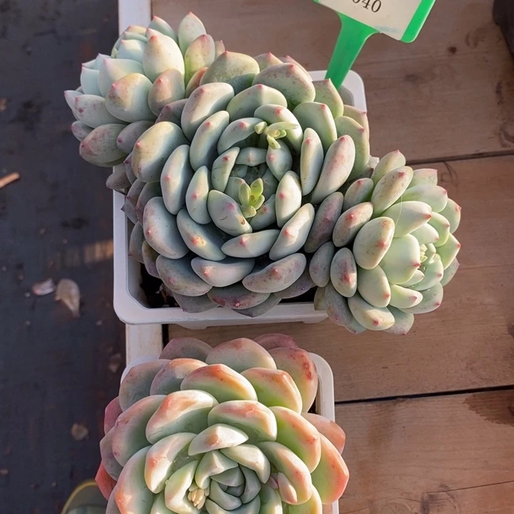 多肉直播福利2棵植物