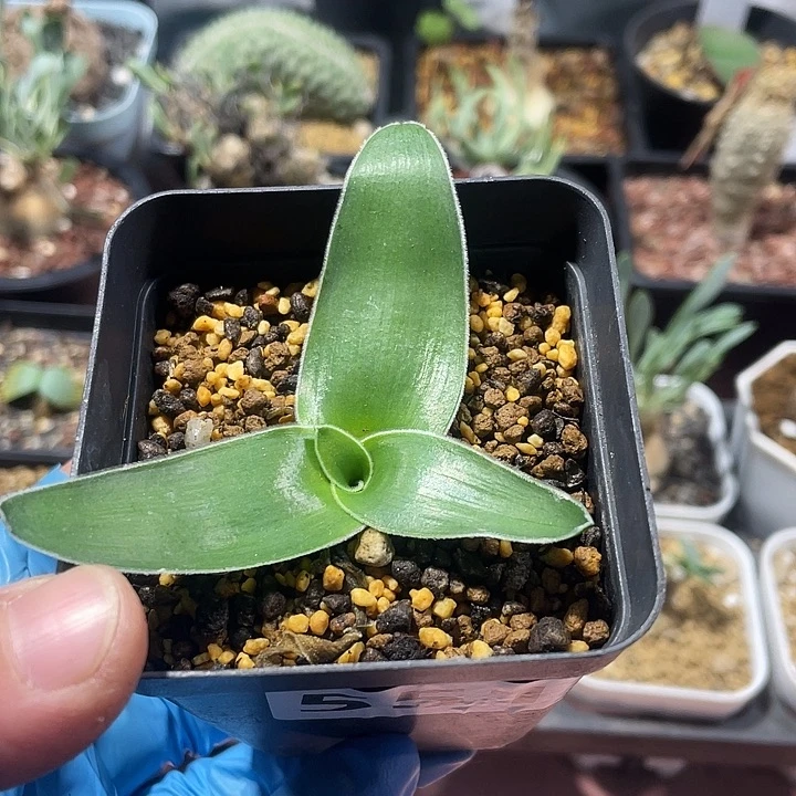 551毛边春慵花块根