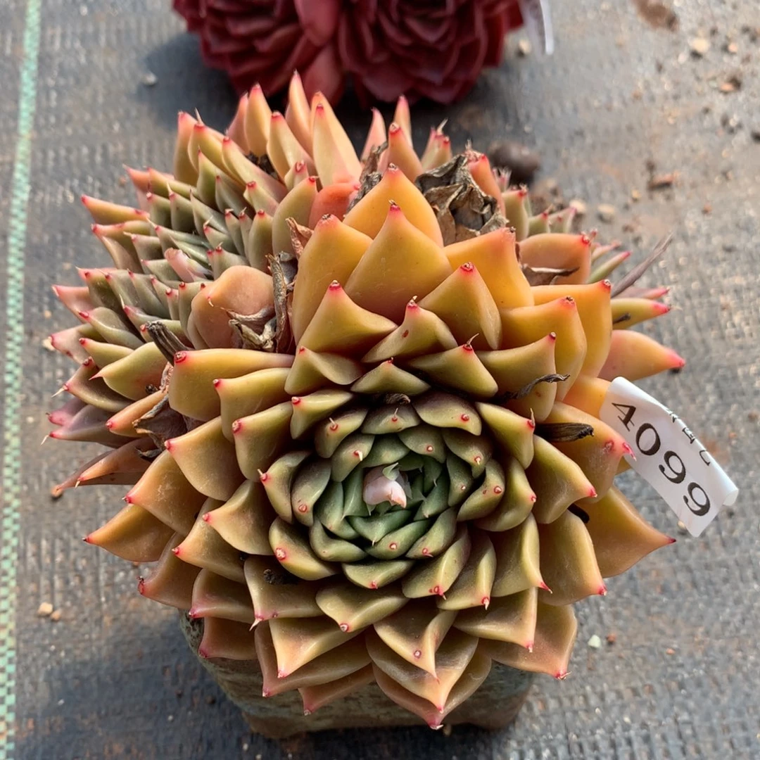 4099杂交精品基地14厘米