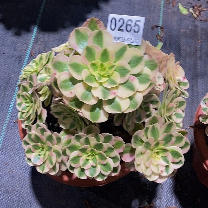 张***冒倾城02655555555555