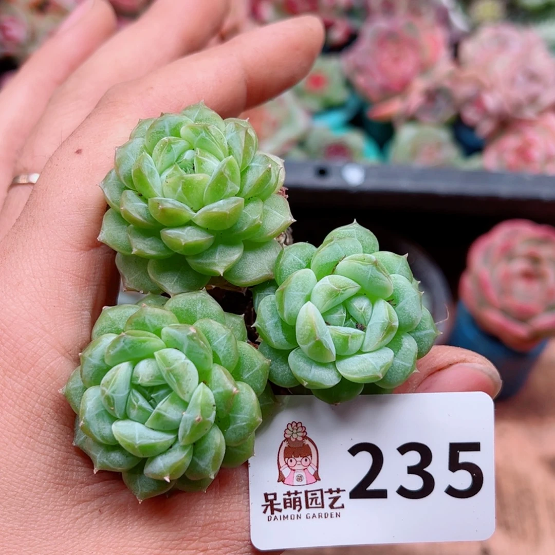 多肉植物多肉植物