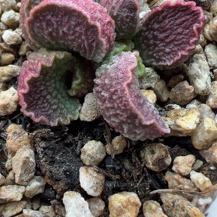 愛***屋吉祥如意等名家名作