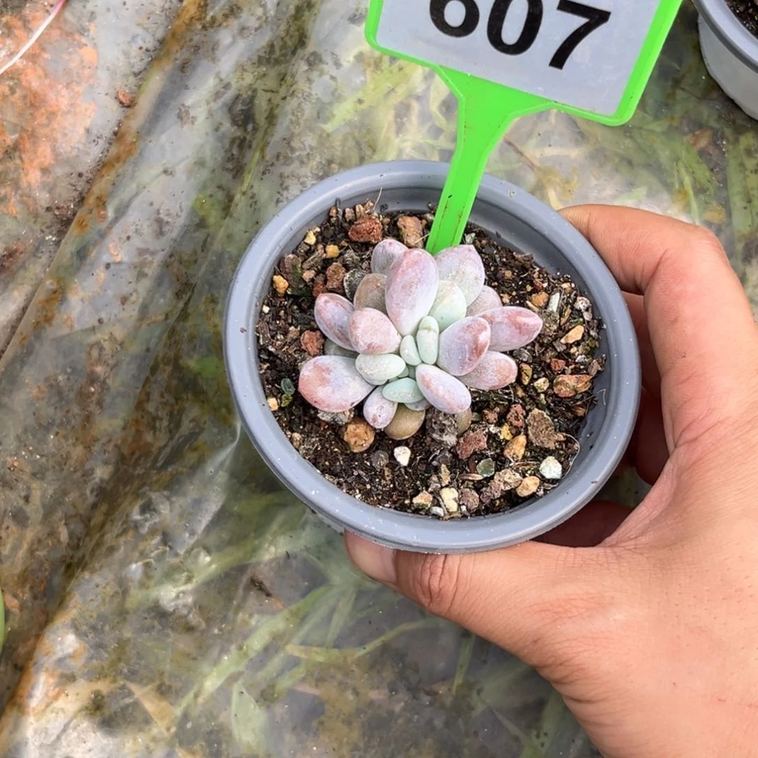 多肉植物粉兔缀607