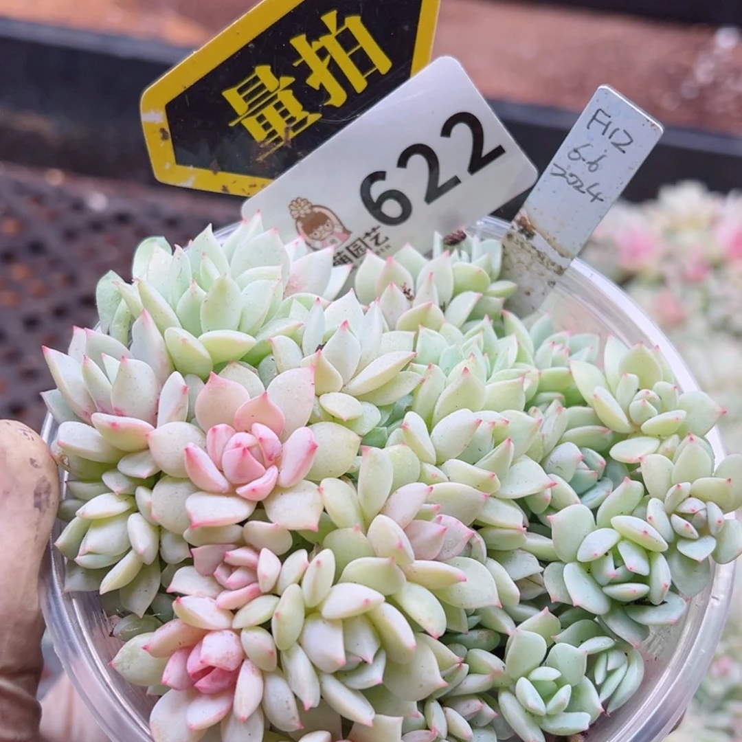 多肉植物多花植物