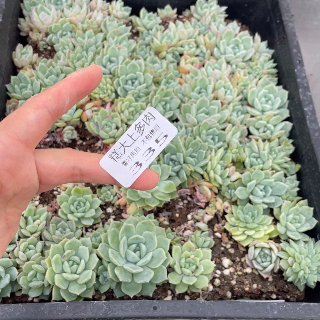 二**赵糕大上多肉植物335