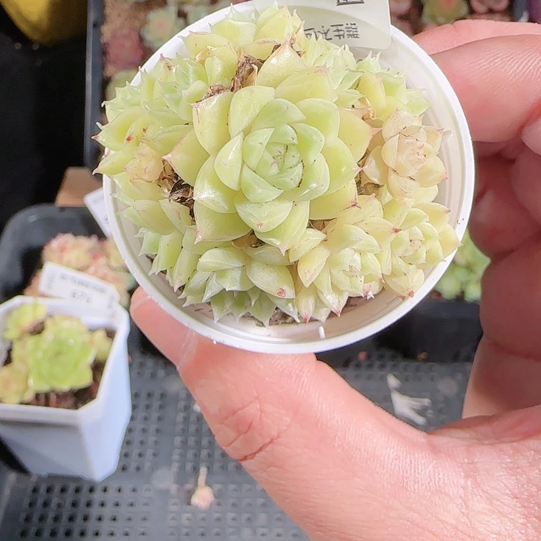 1123-677群生不包整