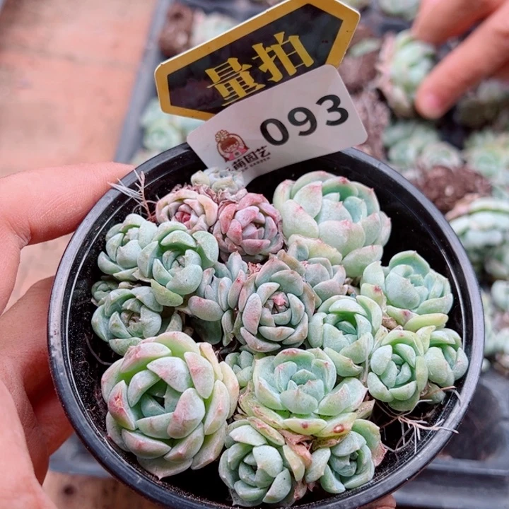 多肉植物多肉植物