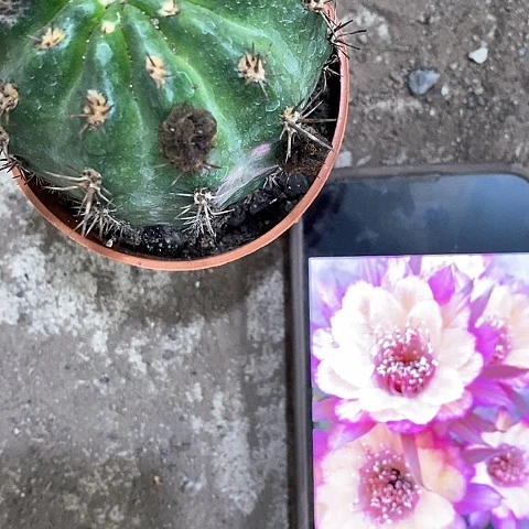 极光，5公分左右2578