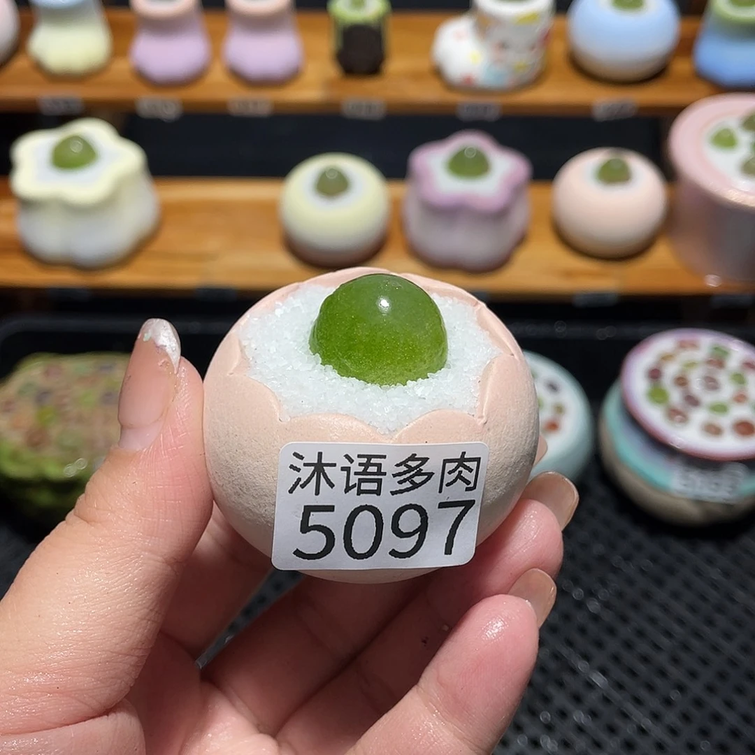 舸***妶带盆土植物 一物一拍5097