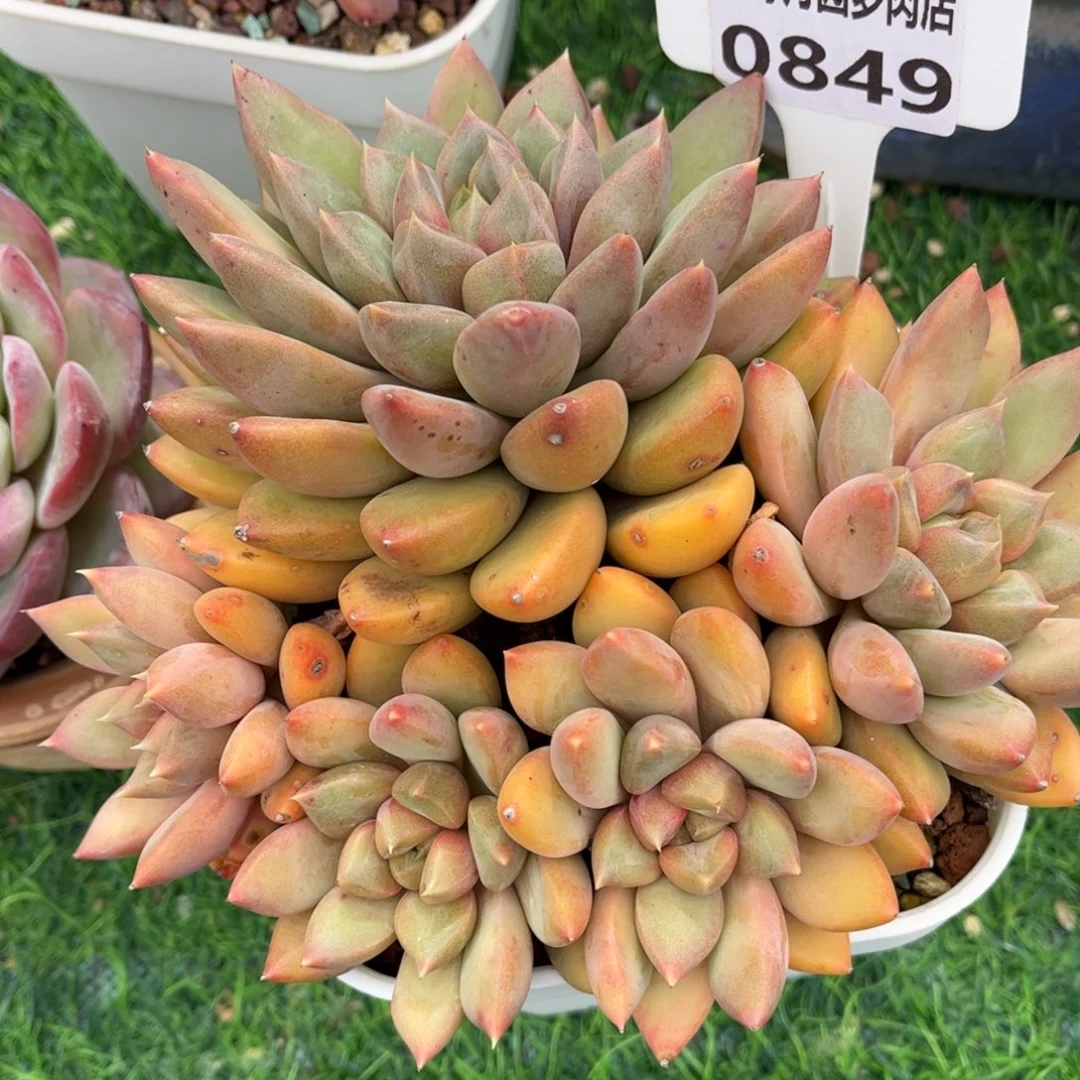 多肉植物0849 满30包邮