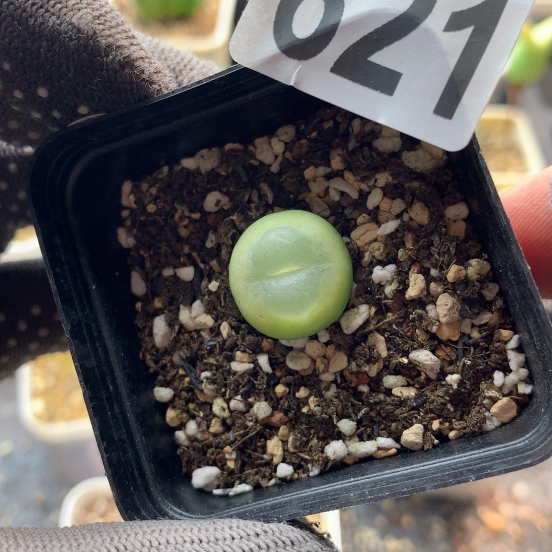 621紫皮拉登一颗