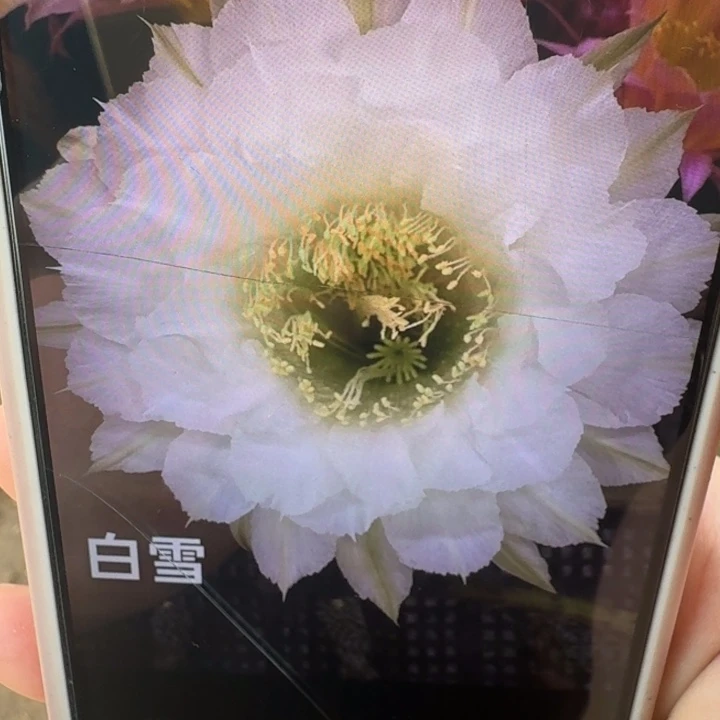 236彩草白雪歪4公分左右无根侧牙，20包邮