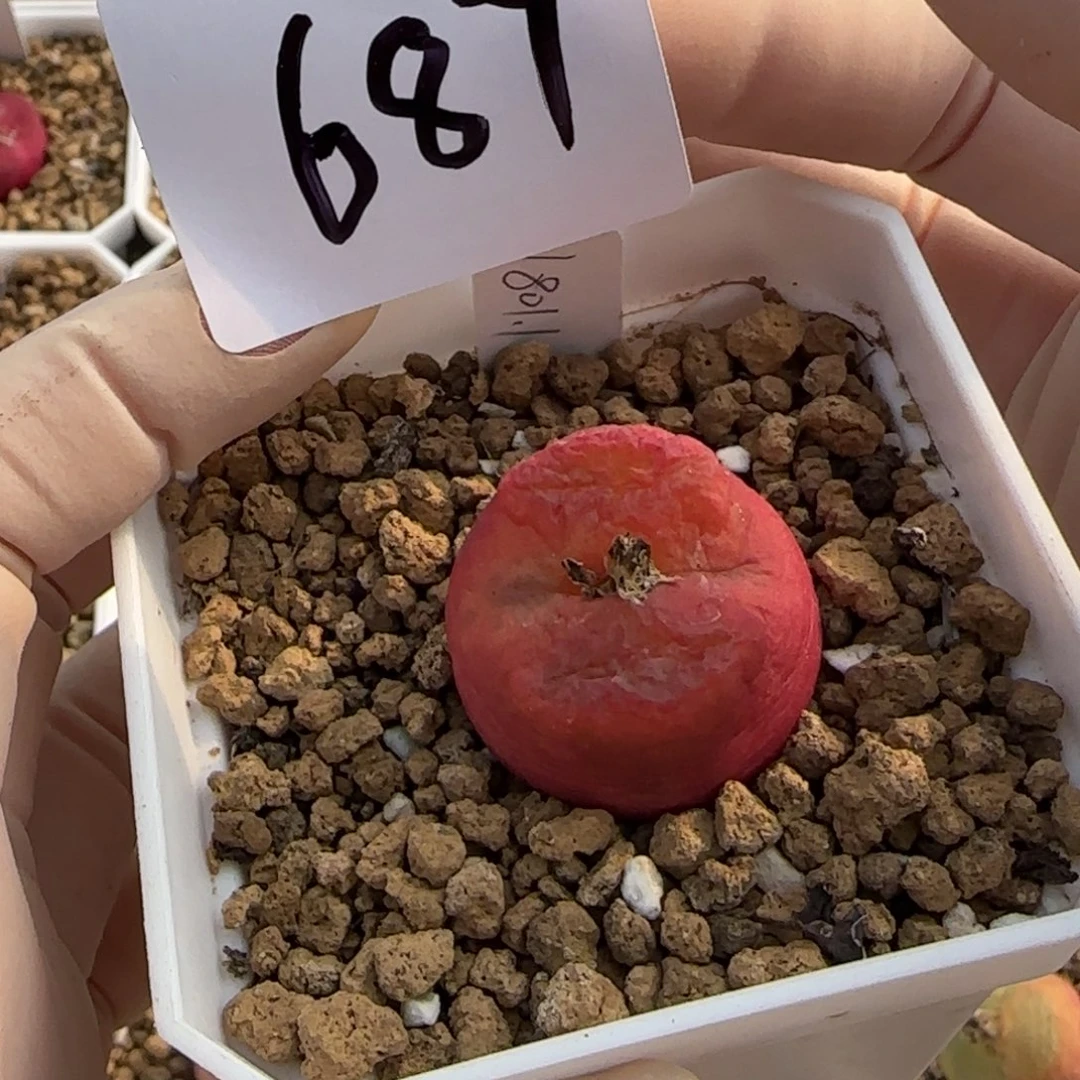 小***鱼多肉多肉多肉687