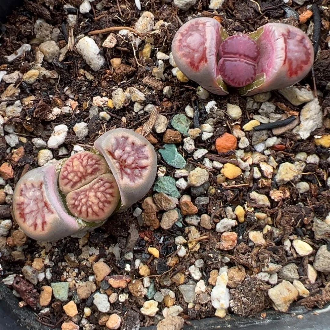 11.18好看的多肉脱土发货670