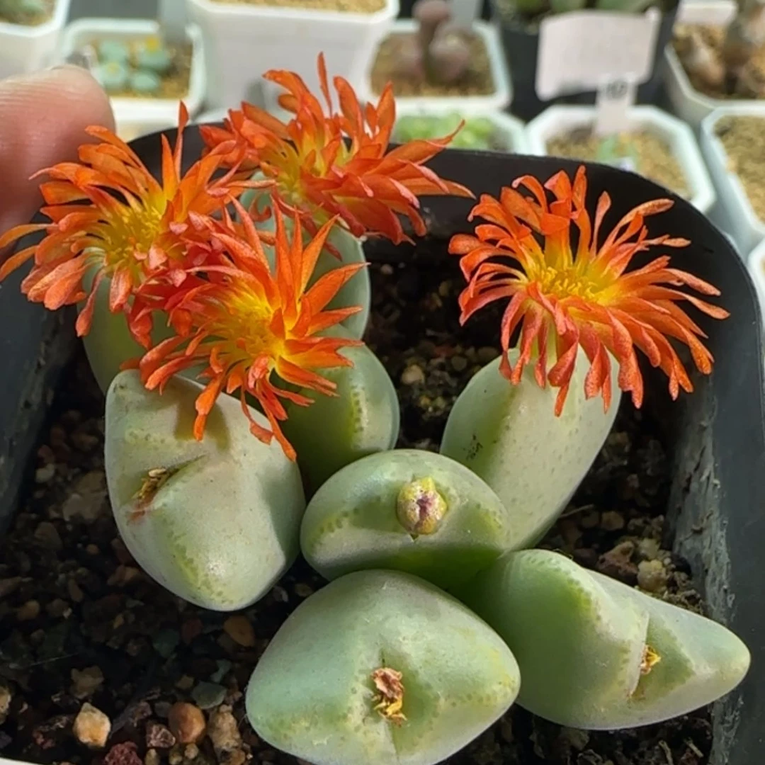 【闪购商品】19779璇花少将