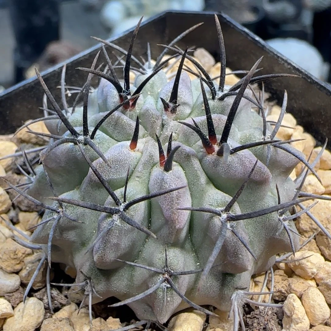 019实生白肌素妆玉多肉