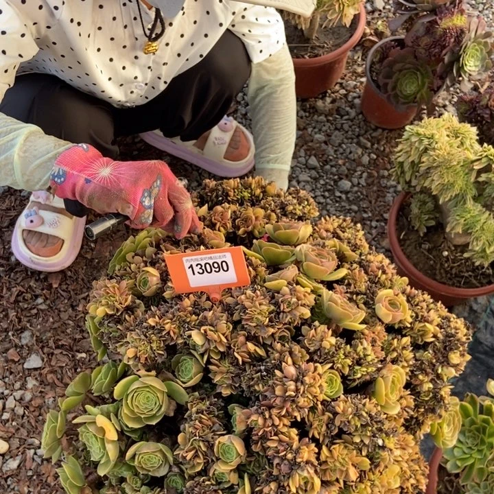 元***子090玫瑰缀化老桩老桩