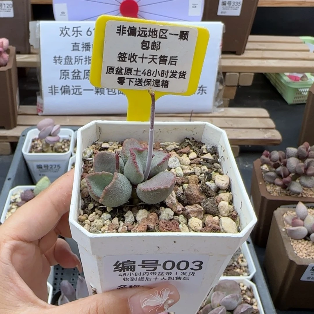 003磨砂蛋多肉植物