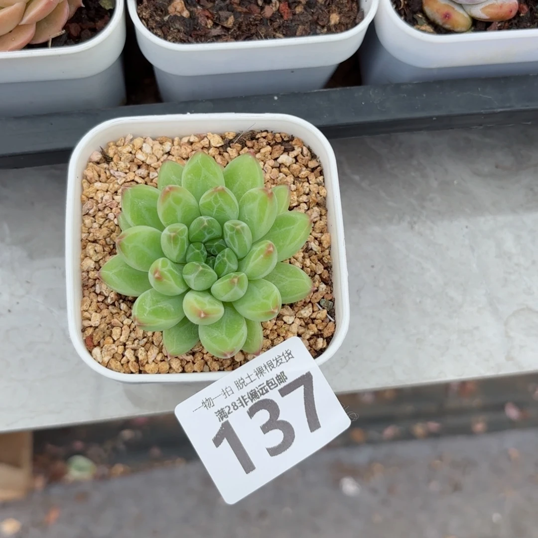 青花瓷单头无盆土发货