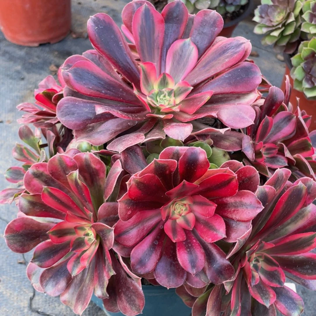 796美杜莎精品法师老桩