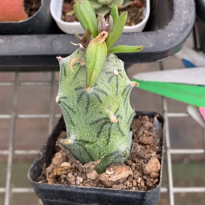 伯克利和格蕾纳等人的