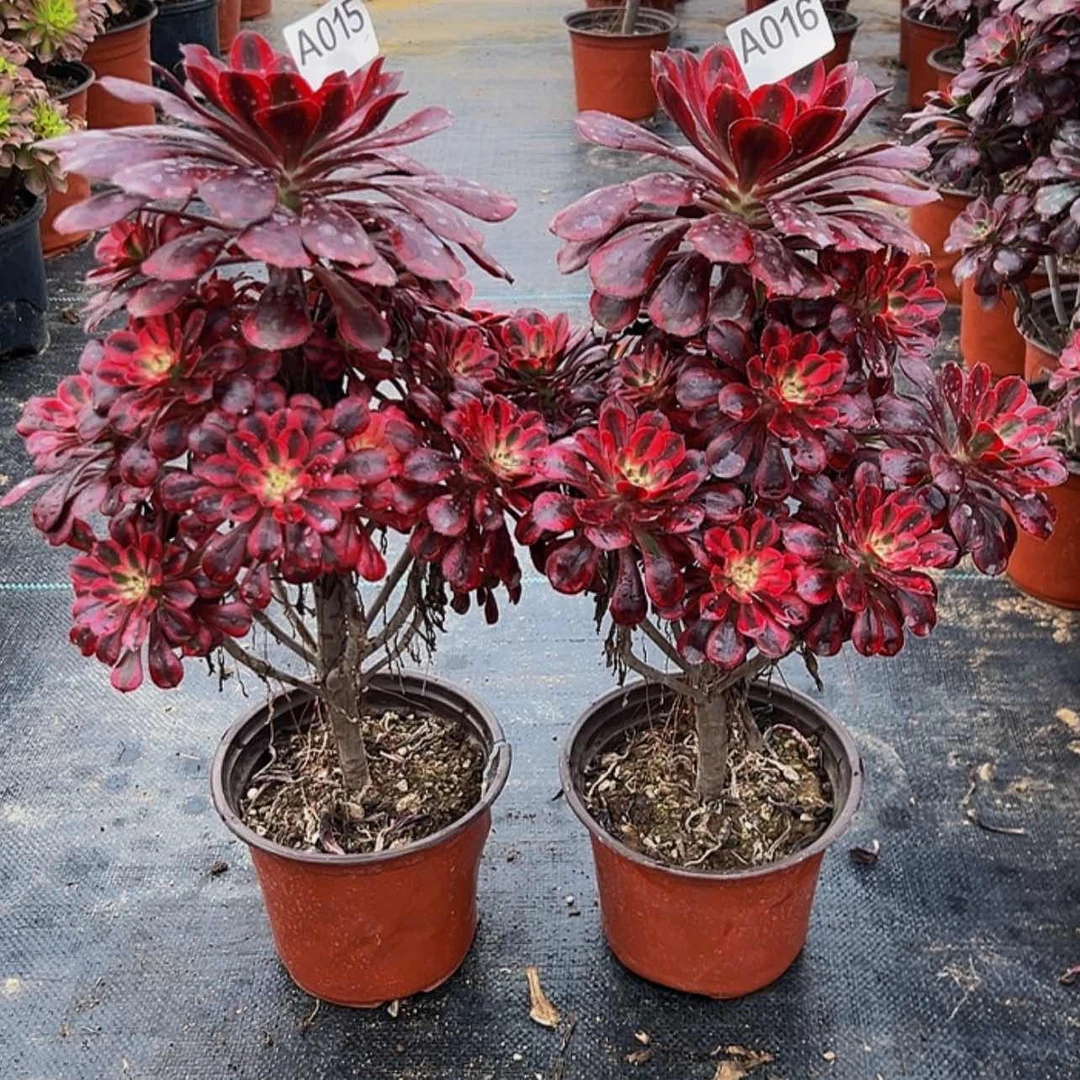 【闪购商品】15.16。