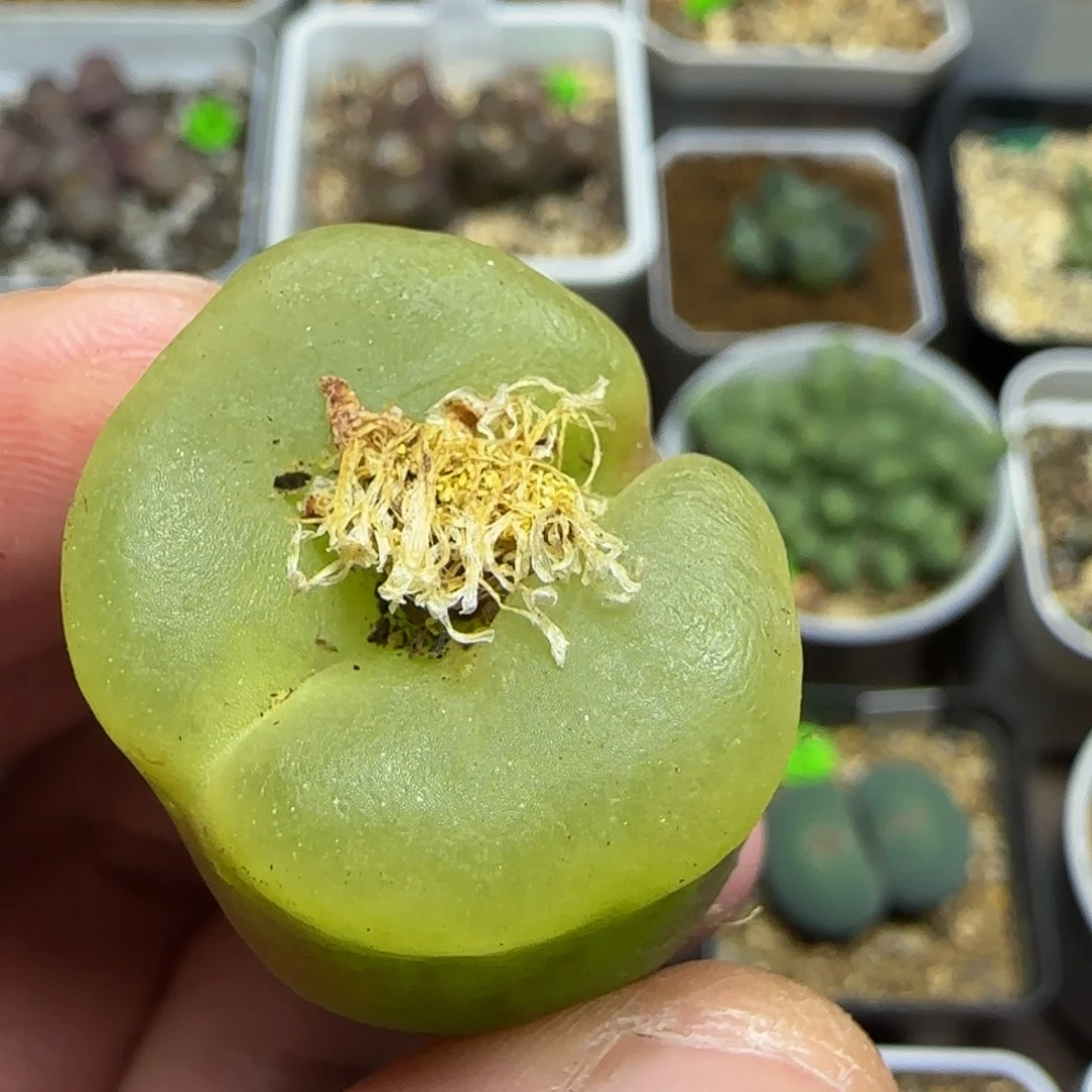 圆柱体多肉植物499