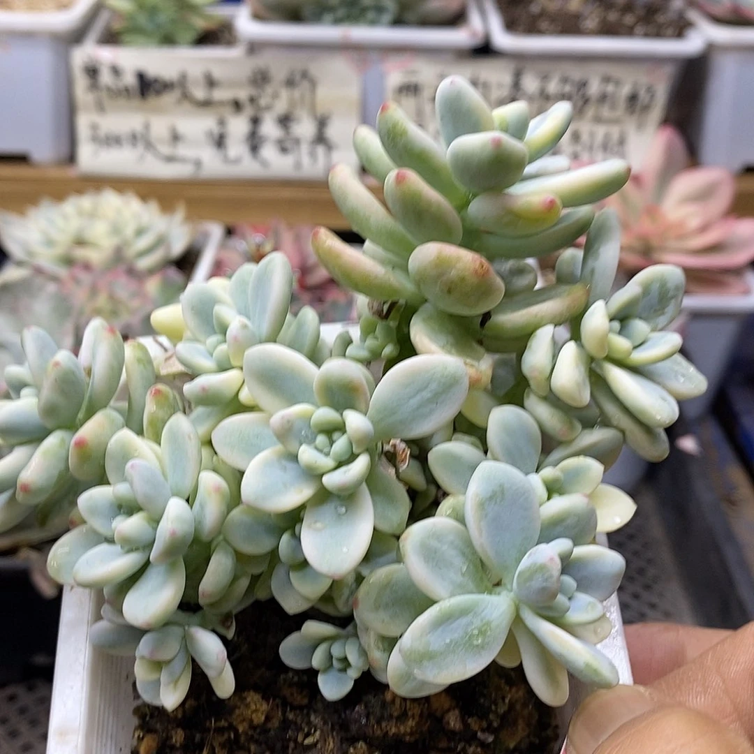09143 劳尔锦自然群