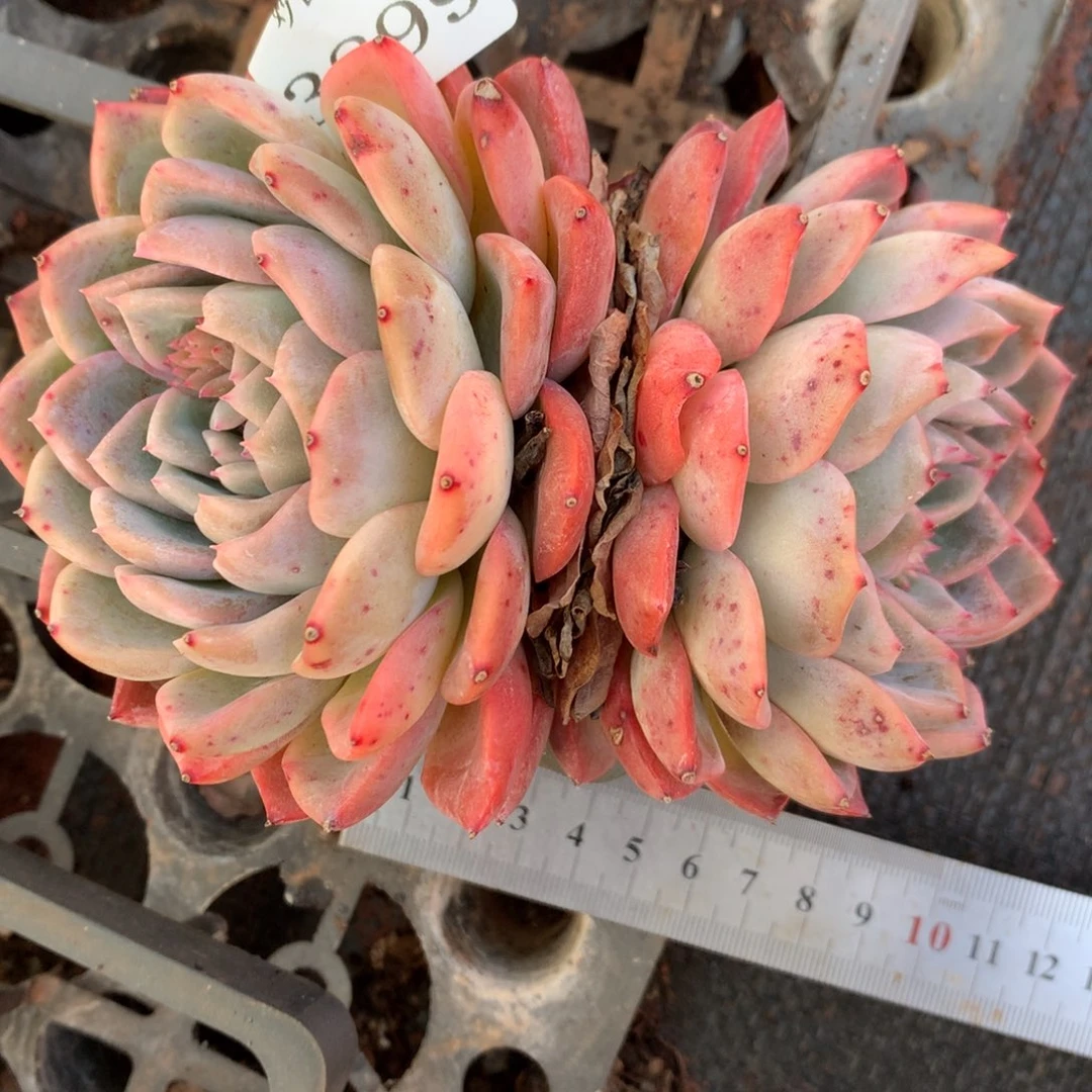 3899杂交精品基地12厘米