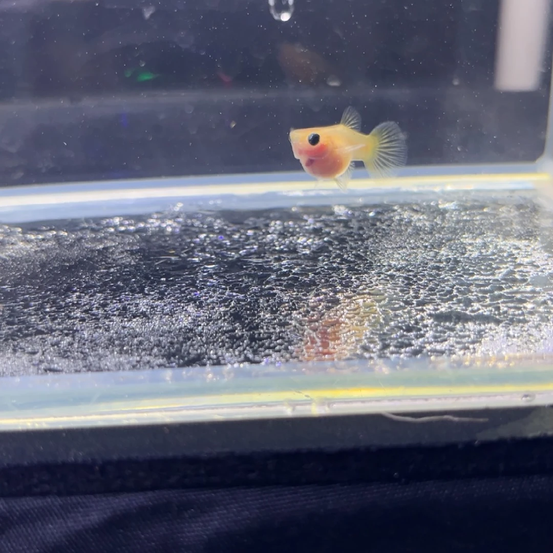孔雀鱼孔雀鱼孔雀鱼