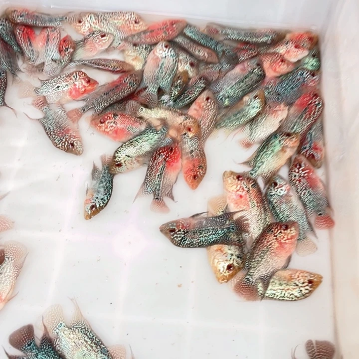 罗汉鱼40.8/////4条