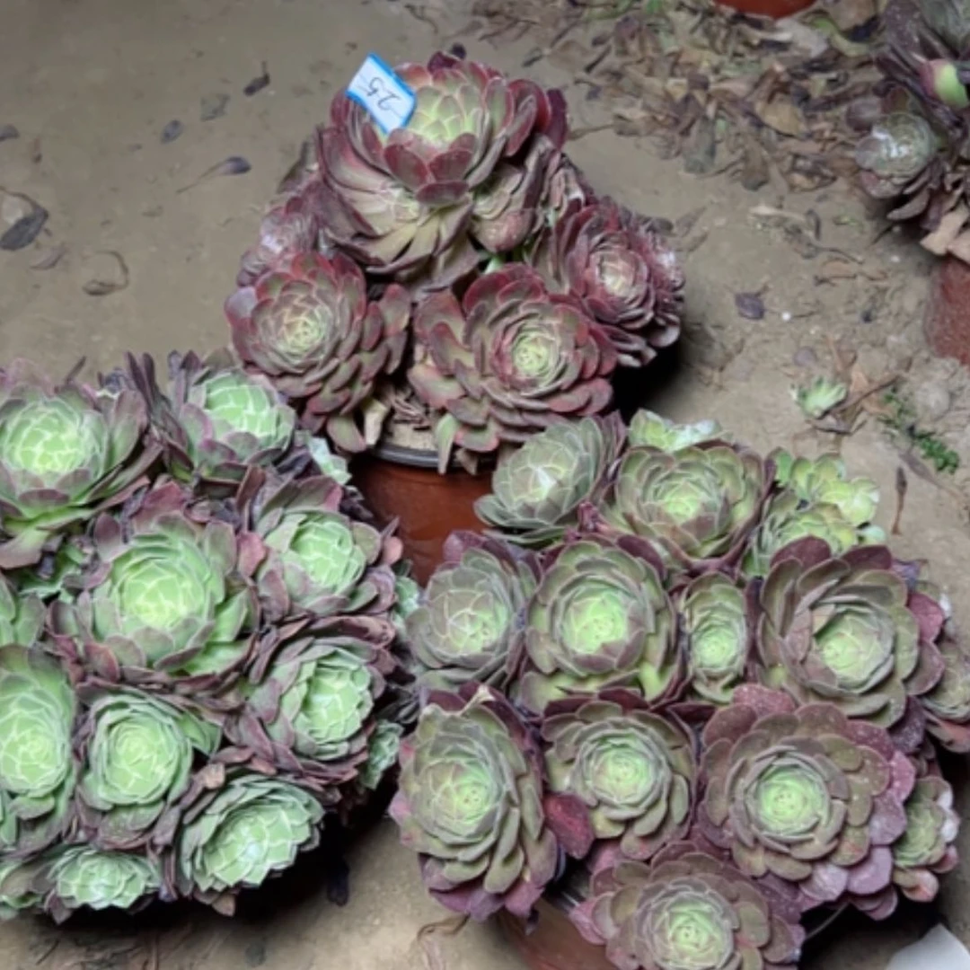 【闪购商品】多肉植物三个25