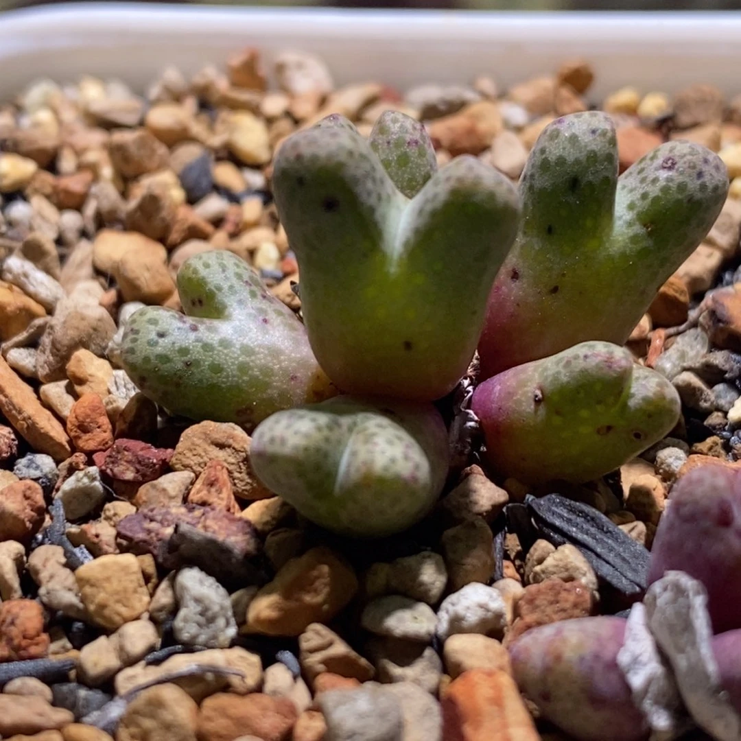 开播福利七头群生斑马