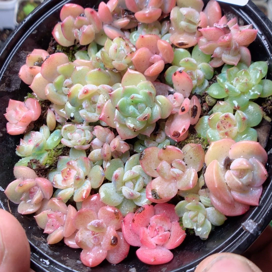 无花朵W65昏yyyyyy