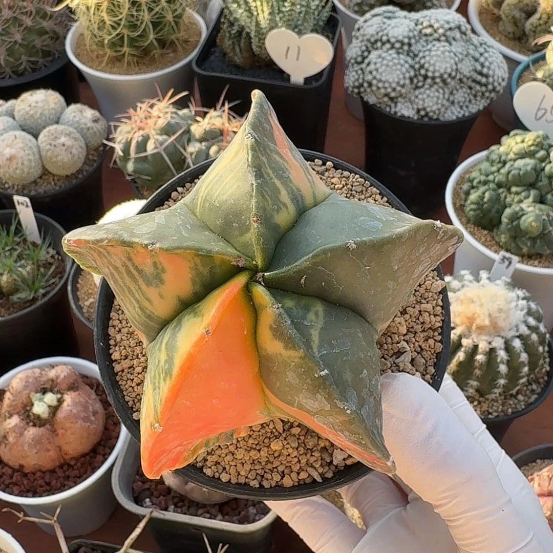 城***呀孪凤玉锦98仙人球123