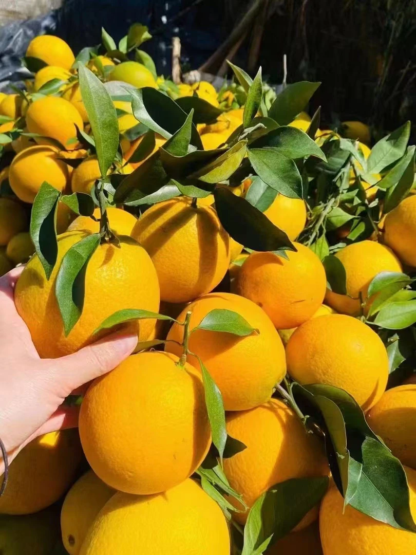自家果园专属正宗赣南脐橙新鲜现摘现发