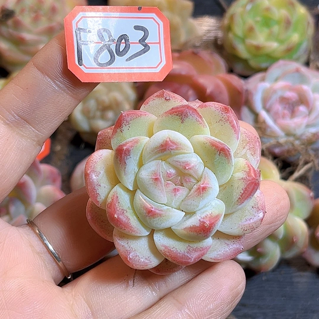 F803一物一拍 茭白