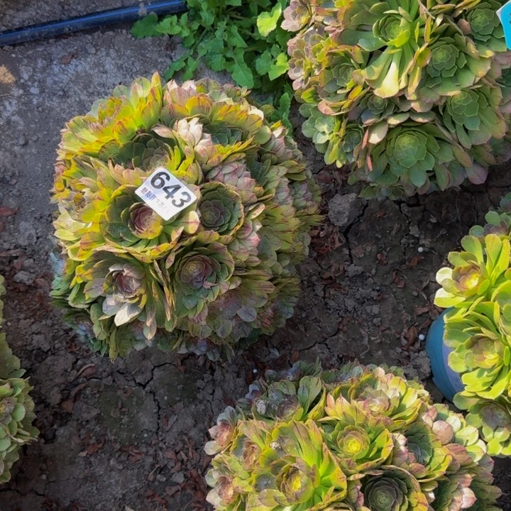 拉丝花29-55包邮花花