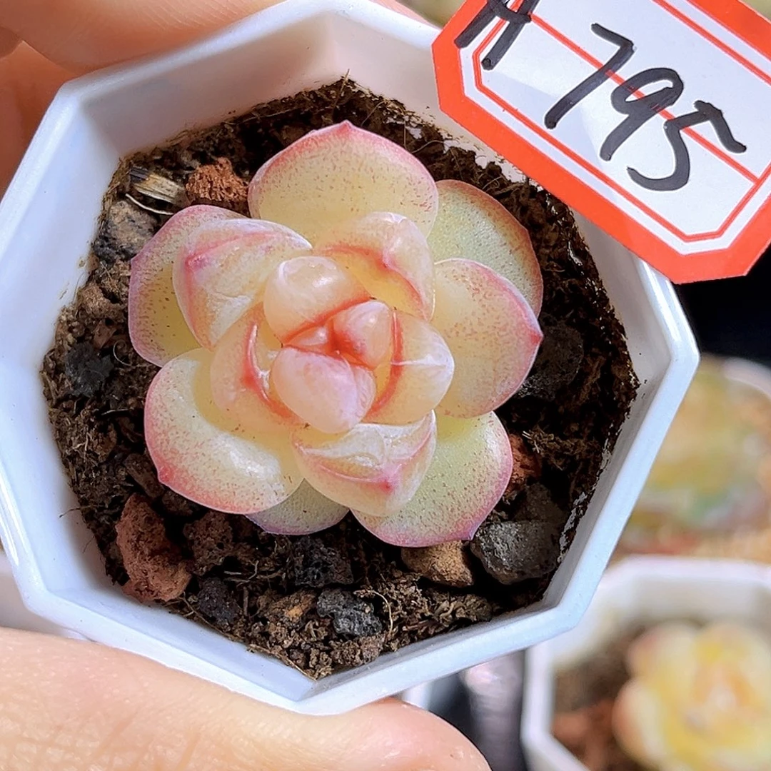 H795  恶魔之眼 满18包邮