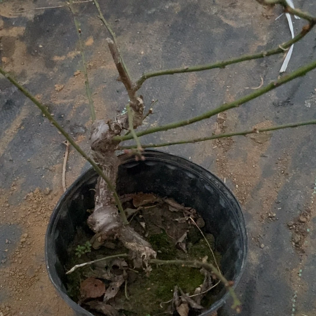 完全开放龙游梅花
