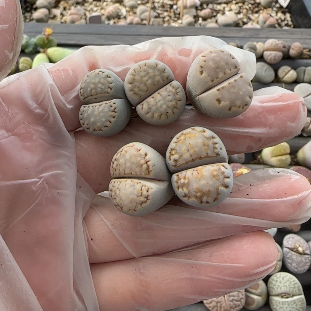 11.25。萌肉饼干底下2颗腿长。7025