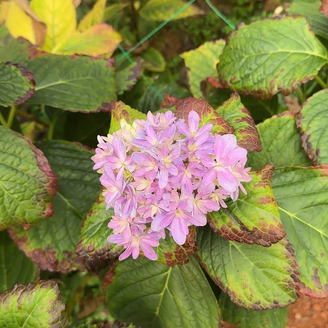 大部分花苞少量开放10
