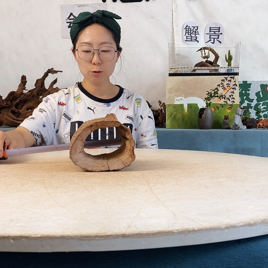 寄居蟹造景沉木造景