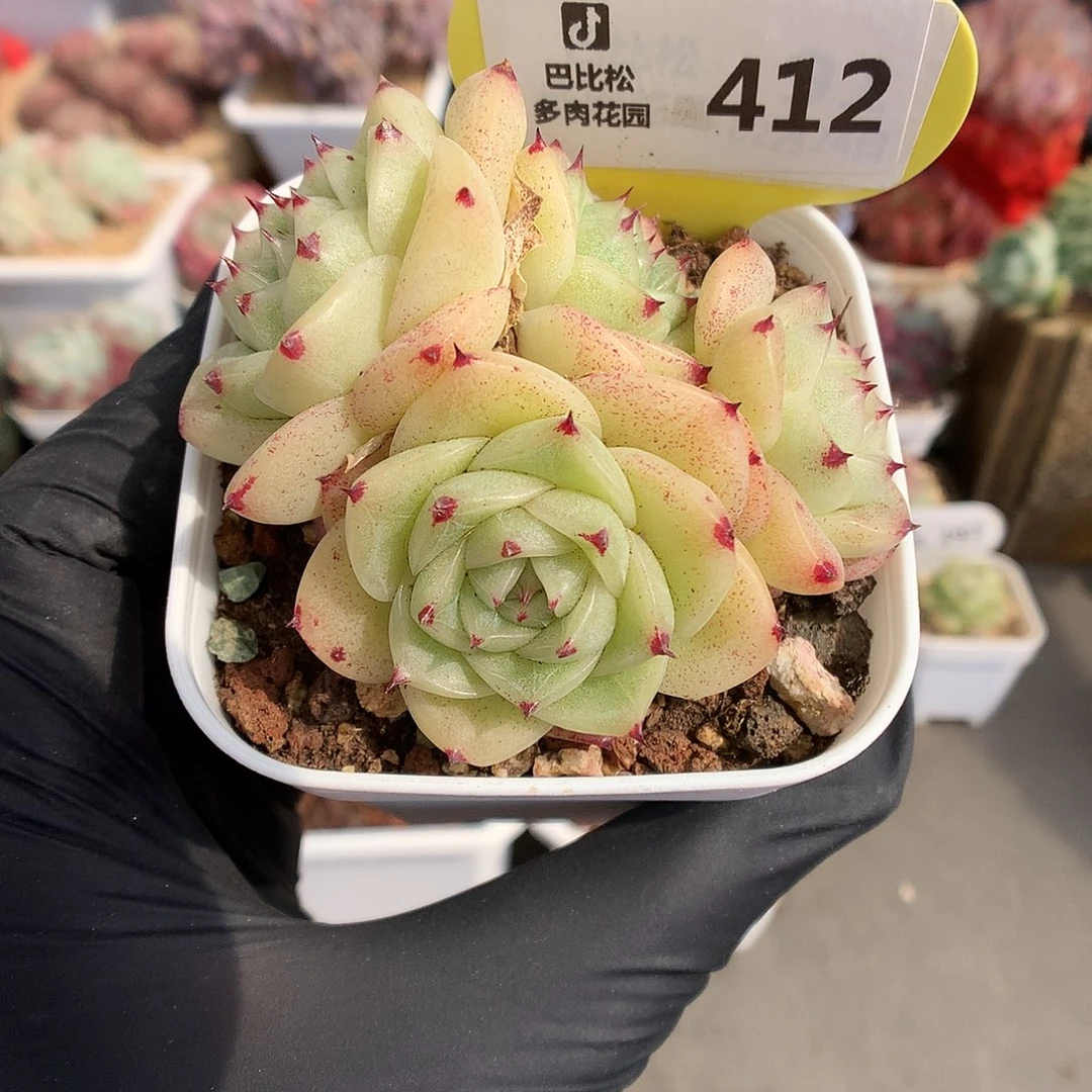 412 珍妮心麦杆多肉