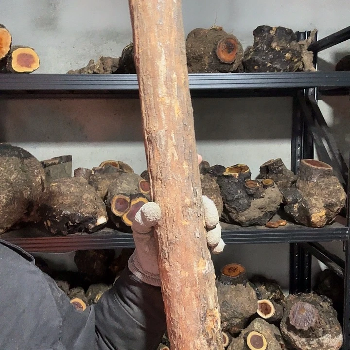 枫***@香榧木火琉璃的故事是一个人的