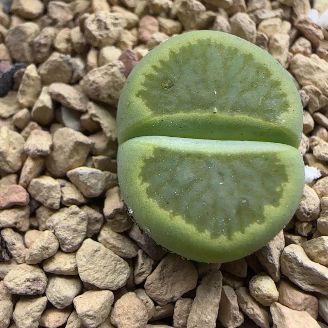322 生石花大棚直播